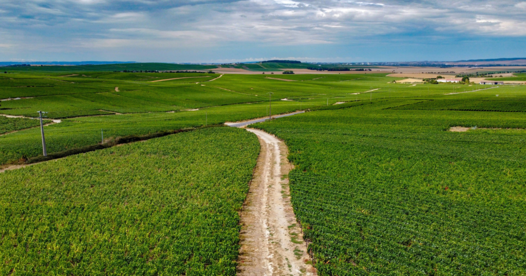Visite de la Route Touristique du Champagne au départ d’Épernay