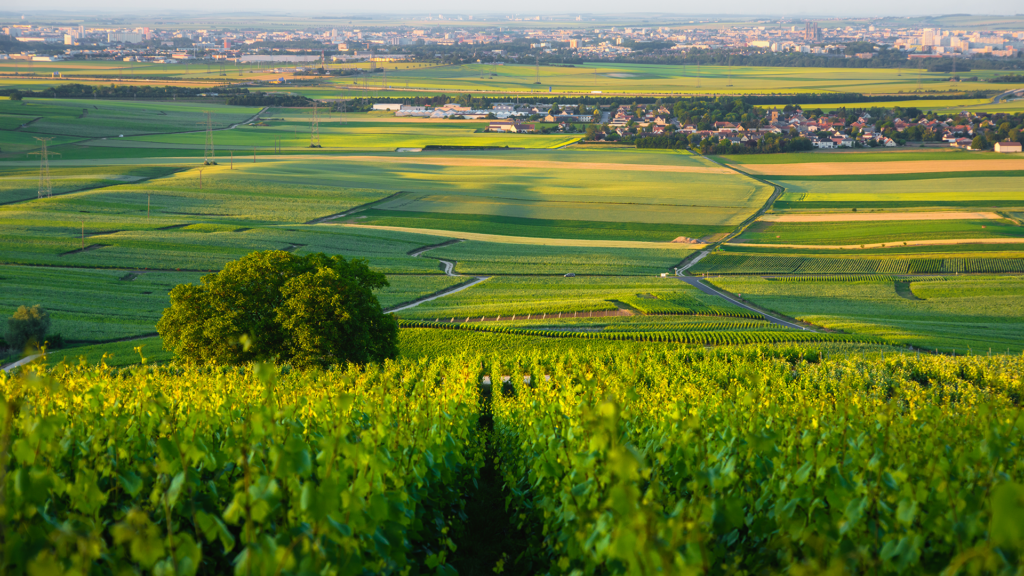 Quand visiter la Champagne - saison par saison